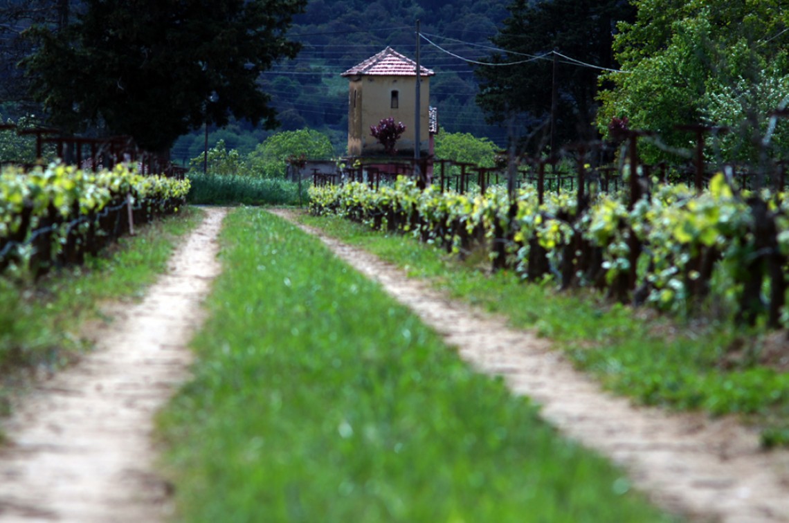 Troupis winery field
